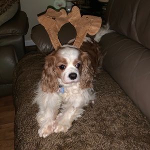 Meet your Posher, Samantha